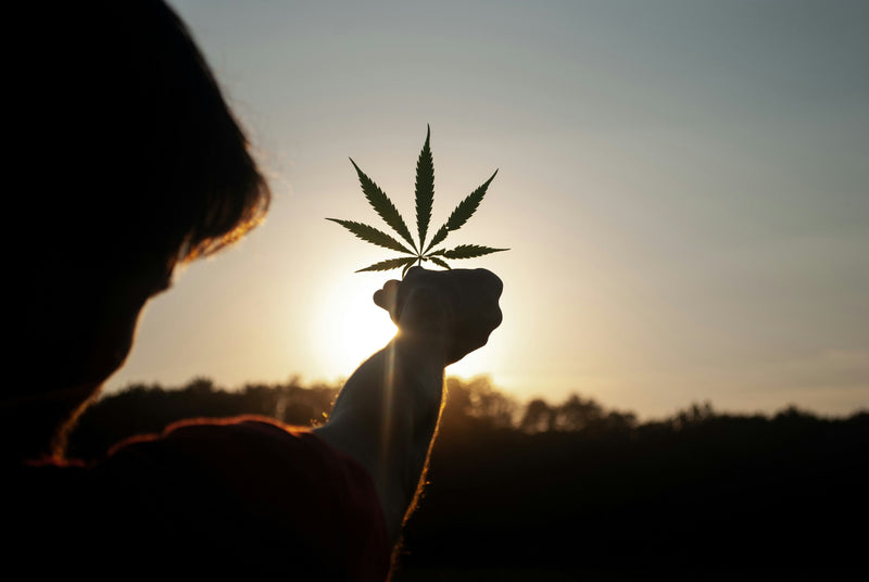THCa vs Delta-9 THC: What’s the Real Difference?