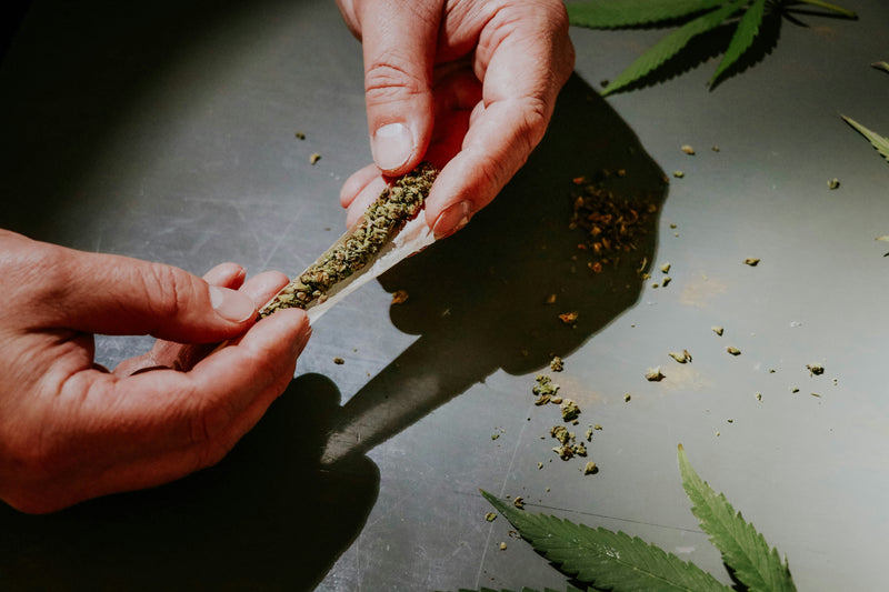 From Seed to Smoke: How Premium THCa Pre-Rolls Are Made